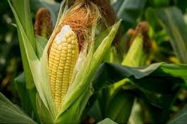 Maize Image 2